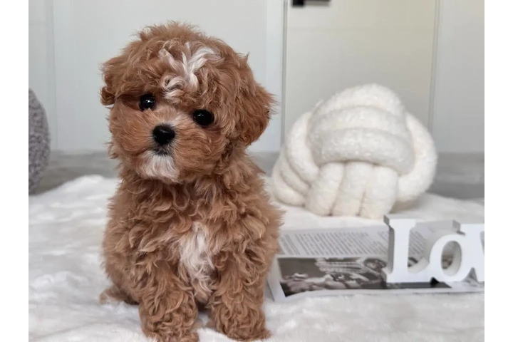 $350 : Male & Female Maltipoo Puppies image 8