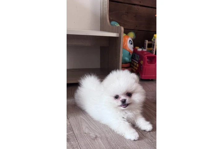 $420 : Teacup Pomeranian Pup's Ready image 2