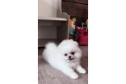 $420 : Teacup Pomeranian Pup's Ready thumbnail