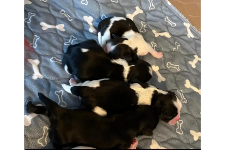 $350 : Cachorros de Shihzu image 1