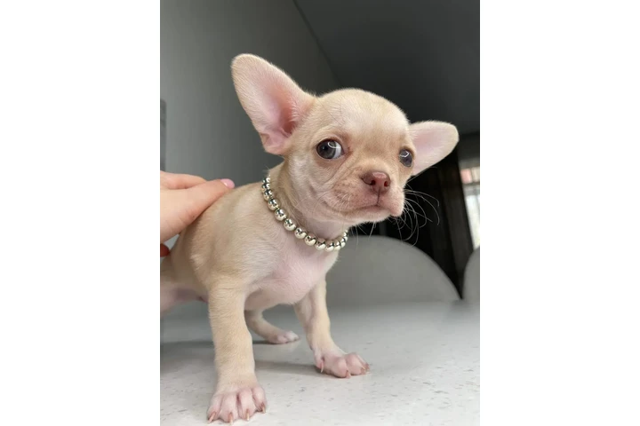 $250 : Chihuahua mini puppies image 7