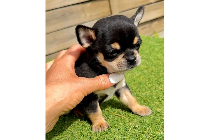 $250 : Chihuahua puppies for sale image 3