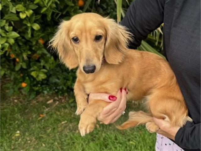 $4000 : Rehoming Dachshund image 5