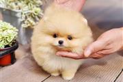 $300 : Pomeranian puppies and French thumbnail