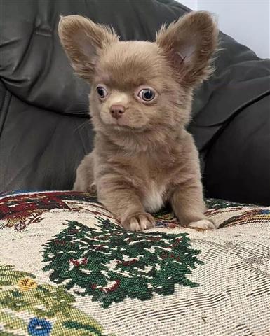 $450 : Chihuahua puppies for adoption image 5