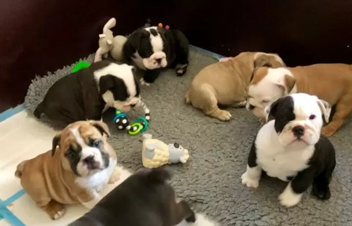 $100 : nice10wks  E.bulldogs 4u ready image 1