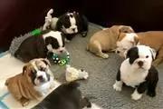 nice10wks  E.bulldogs 4u ready en Los Angeles