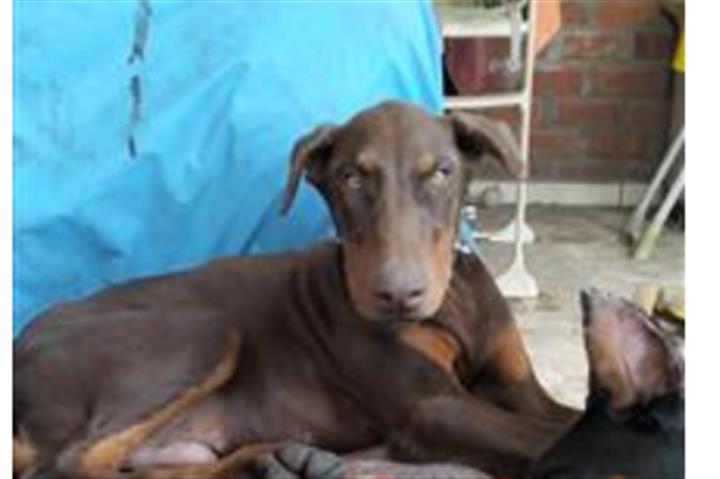 $1200 : Doberman image 4