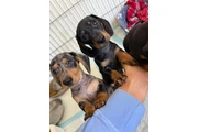 $300 : 9-Week-Old Miniature Dachshund thumbnail