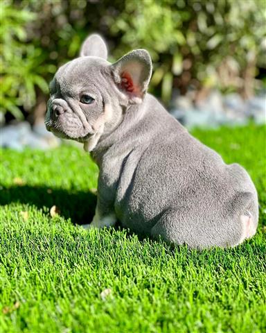 $400 : Gorgeous Frenchies puppy ready image 2