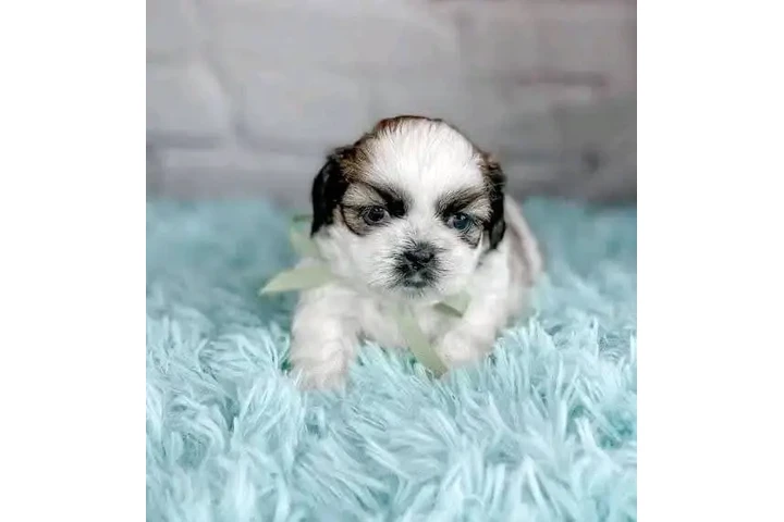 $350 : Cachorros Shih Tzu taza de té. image 1