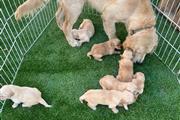 Golden Retrievers