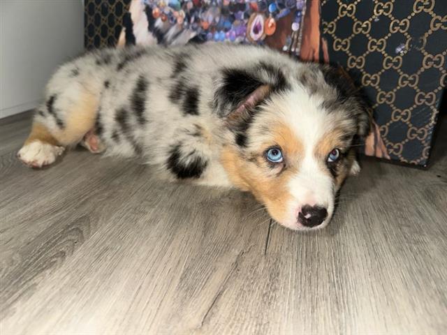 Australian shepherd image 1