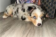 Australian shepherd en Los Angeles