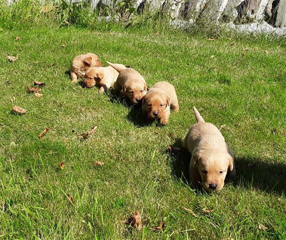 $450 : Buy Golden Puppies image 2