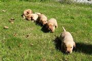 $450 : Buy Golden Puppies thumbnail