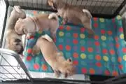 Male and Female Pug puppies en Silver Spring