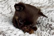 $450 : Chihuahua puppies for adoption thumbnail