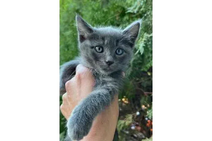 Russian Blue Kittens🐈🐈 image 1