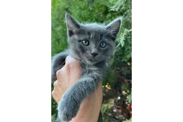 Russian Blue Kittens🐈🐈 en Los Angeles