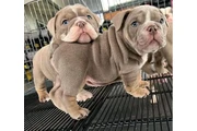 Cachorros Bulldog Inglés en Austin