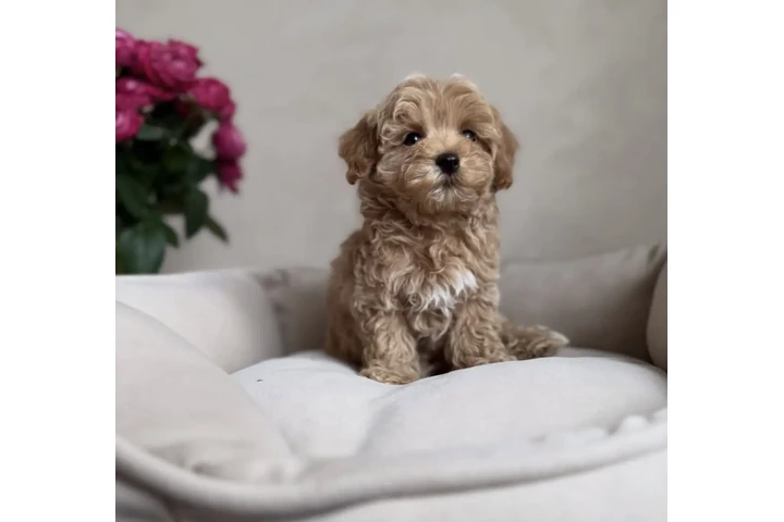 $410 : 2 CAVAPOO AVAILABLE image 1