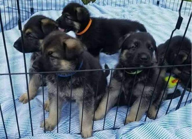 $500 : Cachorros de pastor alemán par image 1