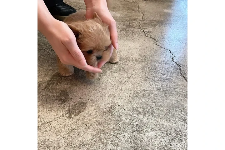 $350 : Cachorro Maltipoo image 2