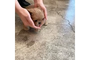 $350 : Cachorro Maltipoo thumbnail