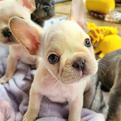 French bulldog puppies for ado image 1