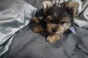 Cachorros yorkie en adopcion en Virgin Islands