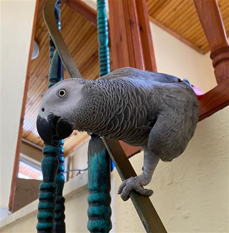 $200 : African Grey Parrots image 3