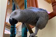 $200 : African Grey Parrots thumbnail