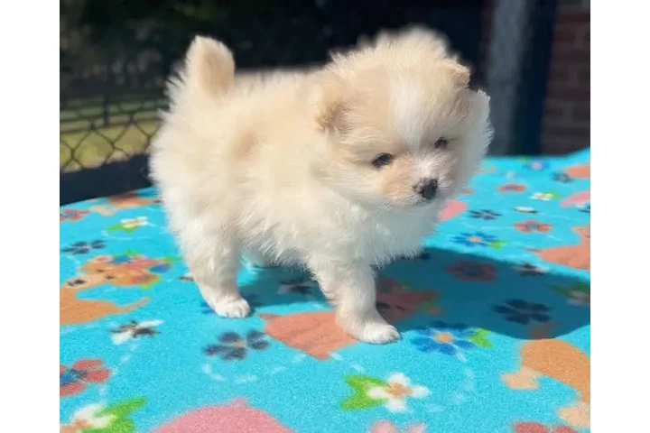 $310 : Teacup Pomeranians available image 2