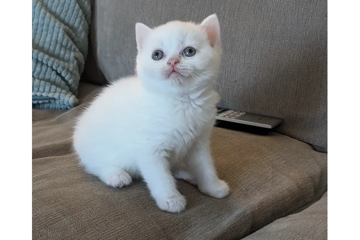 $200 : British shorthair for sale image 2