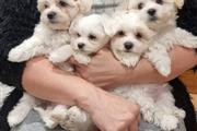 $500 : Maltese puppies for sale thumbnail