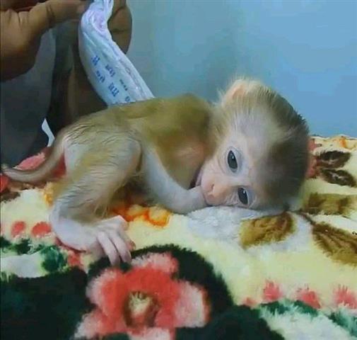 $900 : capuchin baby monkeys for sale image 1