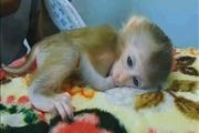 capuchin baby monkeys for sale en Miami