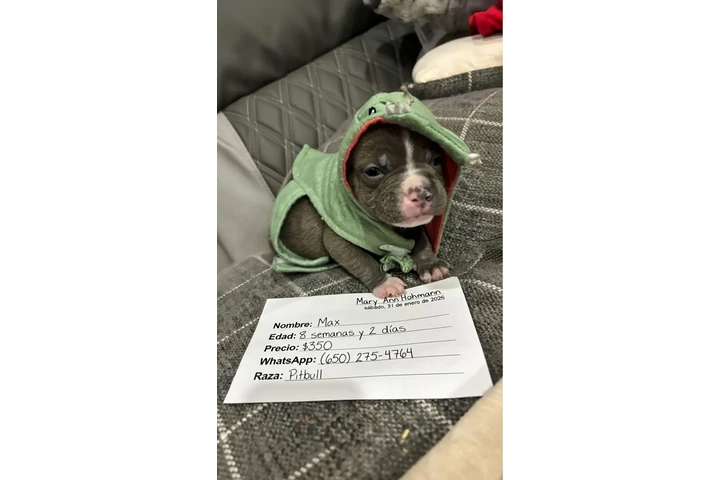 $350 : Cachorros pitbull Teacups image 1