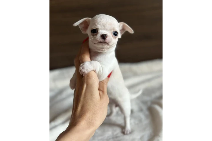 $500 : Chihuahua puppies for sale image 2