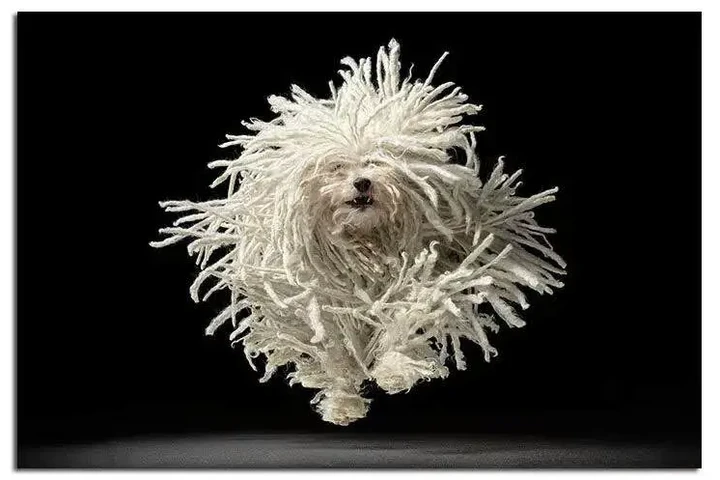 CORTE PELO CANINO EN ONTARIO image 1