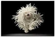 CORTE PELO CANINO EN ONTARIO en San Bernardino