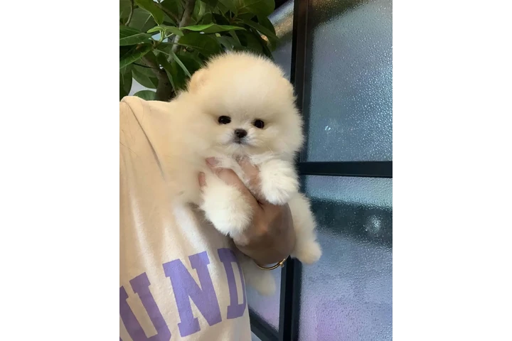 $350 : Pomerania en venta image 3