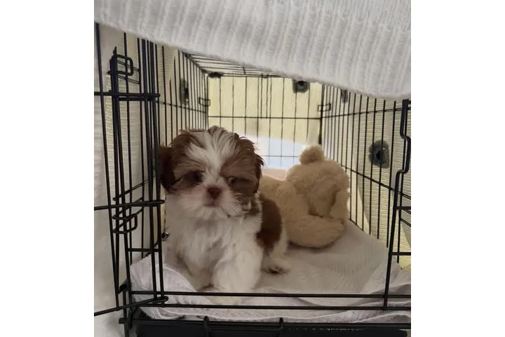$387 : Shih Tzu for homing image 2
