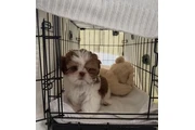 $387 : Shih Tzu for homing thumbnail