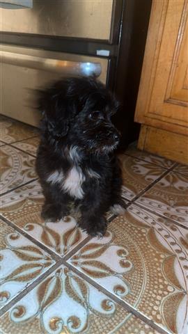 $350 : Shipoo puppies image 5