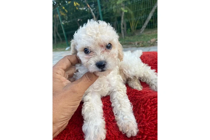 Maltes-poodlw image 4