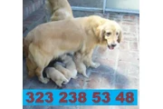 $999000 : CACHORROS GOLDEN RETRIEVER 01 thumbnail