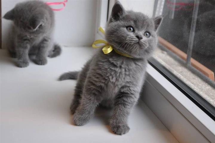 $300 : British shorthair kittens image 3