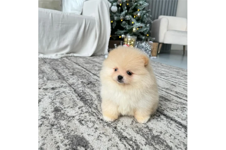 $350 : Pomerania taza de té image 4